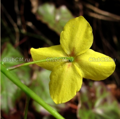 ГОРЯНКА КОЛХИДСКАЯ (EPIMEDIUM COLCHICUM)