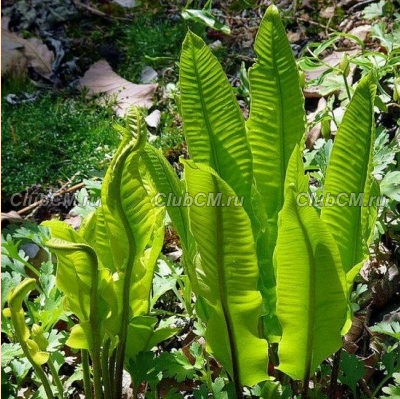 ЛИСТОВИК СКОЛОПЕНДРОВЫЙ (ASPLENIUM SCOLOPENDRIUM)