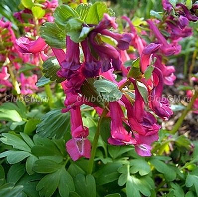 ХОХЛАТКА ПЛОТНАЯ (CORYDALIS SOLIDA) G. P. BAKER