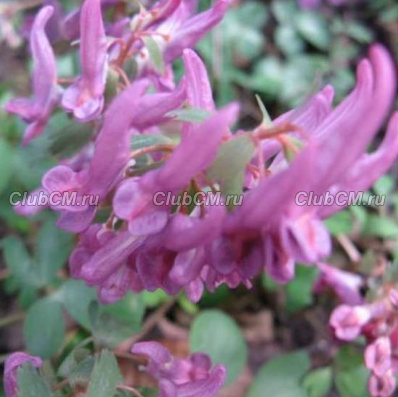 ХОХЛАТКА ПЛОТНАЯ (CORYDALIS SOLIDA)