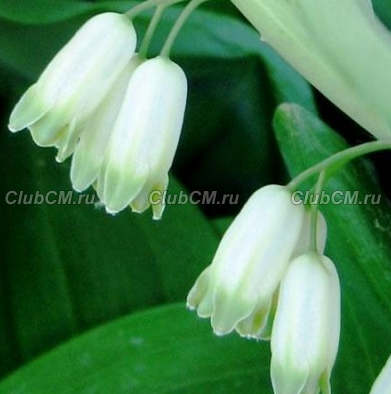 КУПЕНА МНОГОЦВЕТКОВАЯ (POLYGONATUM MULTIFLORUM)
