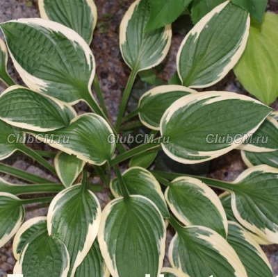 ХОСТА (HOSTA) IVORY NECKLACE