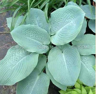 ХОСТА (HOSTA) BLUE MAMMOTH