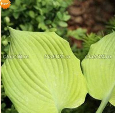 ХОСТА ( HOSTA ) GOLDEN GOAL