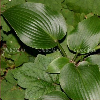 ХОСТА ( HOSTA ) GRUNSPECHT