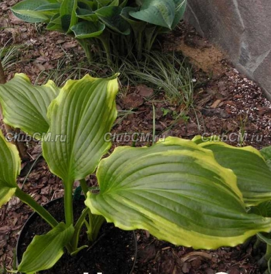 ХОСТА ( HOSTA ) GINSU KNIFE