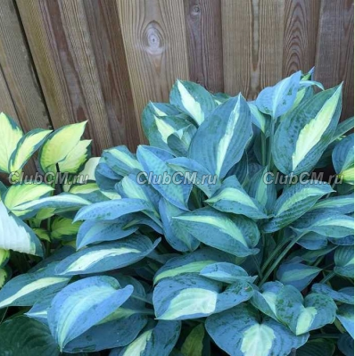 ХОСТА (HOSTA) KIWI FULL MONTY