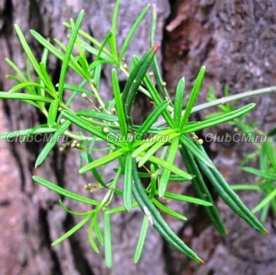 БЕРЕСКЛЕТ КАРЛИКОВЫЙ ( EUONYMUS NANUS )