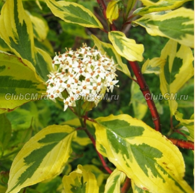 ДЕРЕН БЕЛЫЙ ( CORNUS ALBA ) SPAETHII