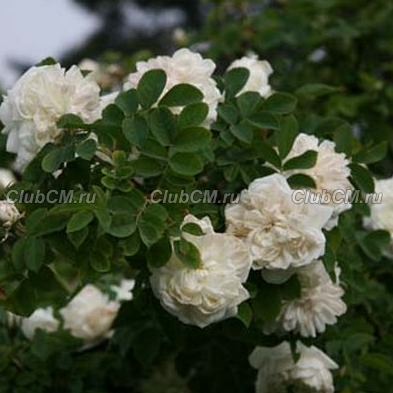 РОЗА КОЛЮЧЕЙШАЯ ( ROSA SPINOSISSIMA )