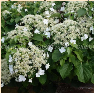 ГОРТЕНЗИЯ ЧЕРЕШКОВАЯ (HYDRANGEA PETIOLARIS)