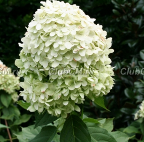 ГОРТЕНЗИЯ МЕТЕЛЬЧАТАЯ ( HYDRANGEA PANICULATA ) LIMELIGHT