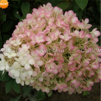 ГОРТЕНЗИЯ МЕТЕЛЬЧАТАЯ (HYDRANGEA PANICULATA) BOBO