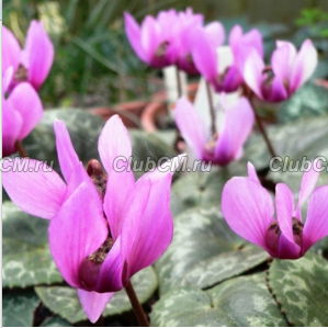 ЦИКЛАМЕН НЕАПОЛИТАНСКИЙ ИЛИ ПЛЮЩЕЛИСТНЫЙ ( CYCLAMEN NEAPOLITANUM = HEDERIFOLIUM )