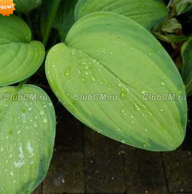 ХОСТА (HOSTA) AMBROSIA