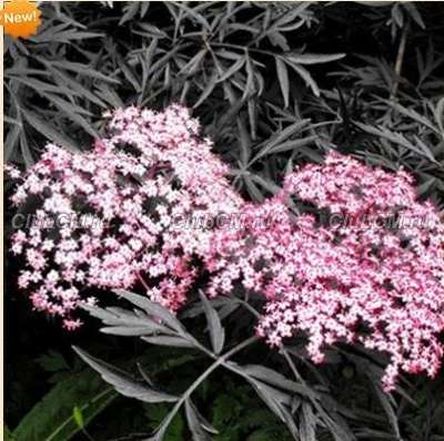 БУЗИНА ЧЕРНАЯ ( SAMBUCUS NIGRA ) BLACK LACE