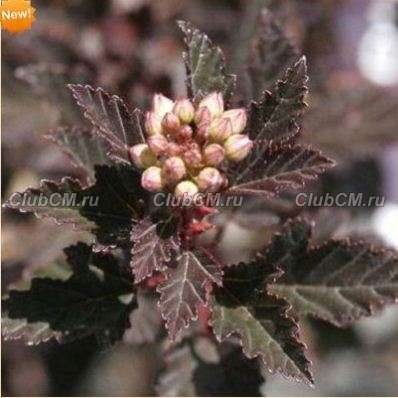 ПУЗЫРЕПЛОДНИК КАЛИНОЛИСТНЫЙ (PHYSOCARPUS OPULIFOLIUS) LITTLE DEVIL = DONNA MAY