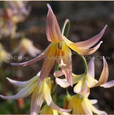 КАНДЫК ( X ERYTHRONIUM ) JOANNA