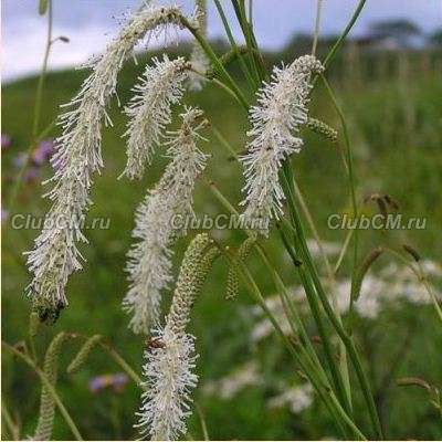 КРОВОХЛЕБКА МЕЛКОЦВЕТКОВАЯ ( SANGUISORBA PARVIFLORA )