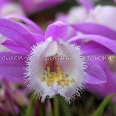 ПЛЕЙОНЕ ФОРМОЗАНА ( PLEIONE FORMOSANA )