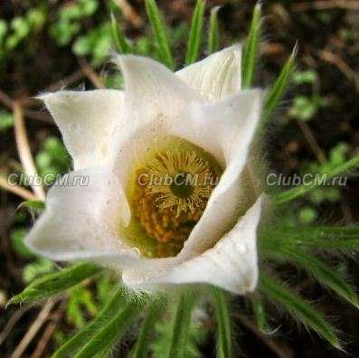 ПРОСТРЕЛ ОБЫКНОВЕННЫЙ ( PULSATILLA VULGARIS ) f. ALBA