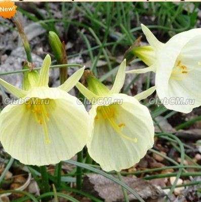 НАРЦИСС БРАНДУШКА ( X NARCISSUS BULBOCODIUM ) SPOIROT