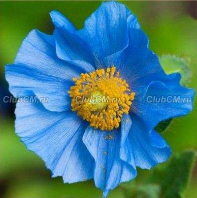 МЕКОНОПСИС БУКВЕЦЕЛИСТНЫЙ (MECONOPSIS BETONICIFOLIA)