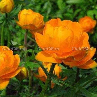 КУПАЛЬНИЦА КУЛЬТУРНАЯ ( TROLLIUS X CULTORUM ) ORANGE PRINCESS