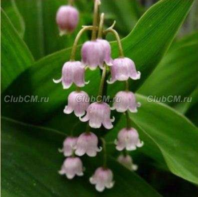 ЛАНДЫШ МАЙСКИЙ ( СONVALLARIA MAJALIS ) ROSEA