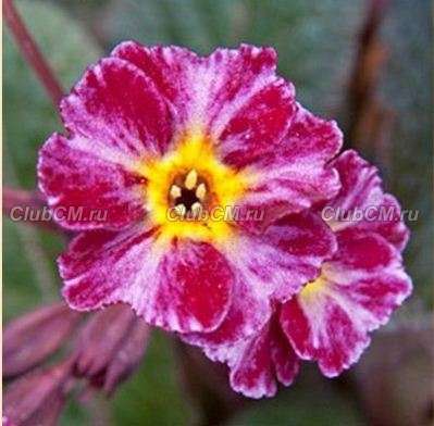 ПРИМУЛА ГИБРИДНАЯ ( X PRIMULA ) DARK ROSALEEN