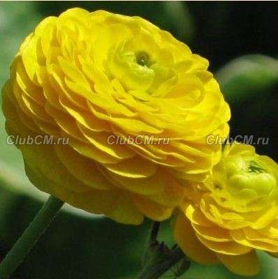 ЛЮТИК ЕДКИЙ ( RANUNCULUS ACRIS ) GOLD ROSE