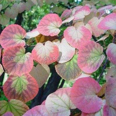 БАГРЯННИК ЯПОНСКИЙ ИЛИ КРУГЛОЛИСТНИК ( CERCIDIPHYLLUM JAPONICUM )