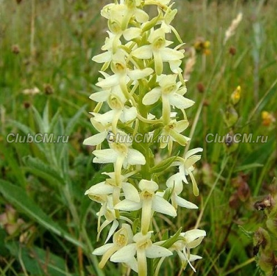 ЛЮБКА ДВУЛИСТНАЯ ( PLATANTHERA BIFOLIA )