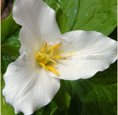 ТРИЛЛИУМ КРУПНОЦВЕТКОВЫЙ ( TRILLIUM GRANDIFLORUM )