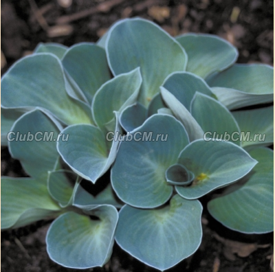 ХОСТА ( HOSTA ) BLUE MOUSE EARS