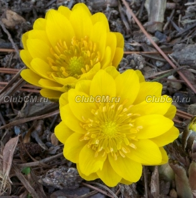 АДОНИС АМУРСКИЙ (ADONIS AMURENSIS) FUKUJUKAI