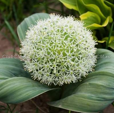 ЛУК КАРАТАВСКИЙ (ALLIUM KARATAVIENSE) IVORY QUEEN