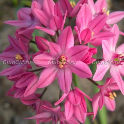 ЛУК ОСТРОВСКОГО = ГОРОЛЮБИВЫЙ (ALLIUM OSTROWSKIANUM)