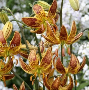 ЛИЛИЯ МАРТАГОН (LILIUM MARTAGON) NICOTINE