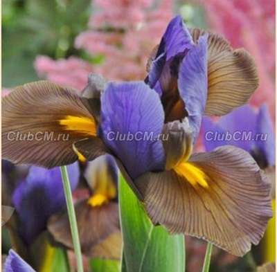 ИРИС ГОЛЛАНДСКИЙ ( X IRIS HOLLANDICA) EYE OF THE TIGER