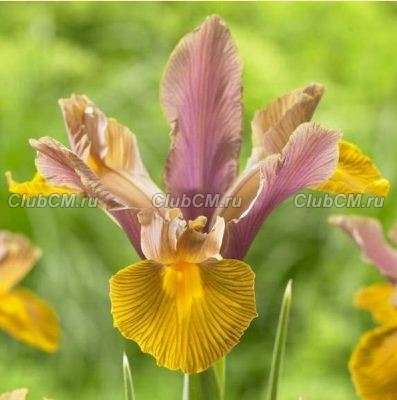 ИРИС ГОЛЛАНДСКИЙ ( X IRIS HOLLANDICA) LION KING