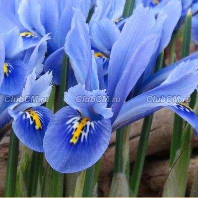 ИРИС СЕТЧАТЫЙ ИЛИ ИРИДОДИКТИУМ ( IRIS RETICULATA=IRIDODICTYUM ) ALIDA