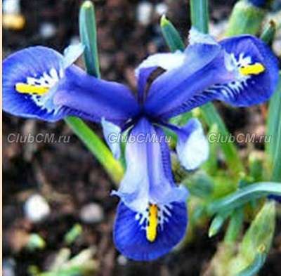 ИРИС СЕТЧАТЫЙ ИЛИ ИРИДОДИКТИУМ ( IRIS RETICULATA=IRIDODICTYUM ) HARMON