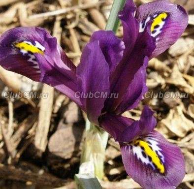 ИРИС СЕТЧАТЫЙ ИЛИ ИРИДОДИКТИУМ ( IRIS RETICULATA=IRIDODICTYUM ) J.S.DIJT