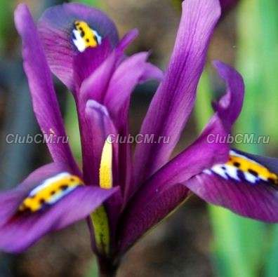 ИРИС СЕТЧАТЫЙ ИЛИ ИРИДОДИКТИУМ ( IRIS RETICULATA=IRIDODICTYUM ) PAULINE