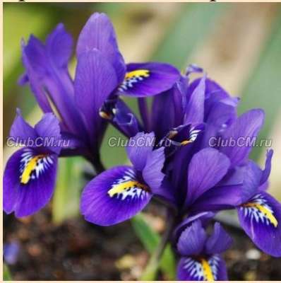 ИРИС СЕТЧАТЫЙ ИЛИ ИРИДОДИКТИУМ ( IRIS RETICULATA=IRIDODICTYUM ) PIXIE