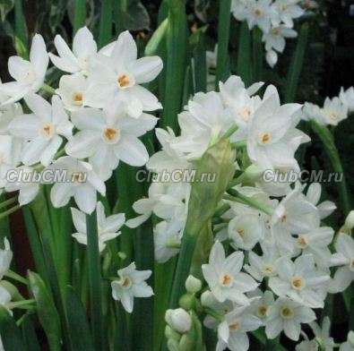 НАРЦИСС БУМАГОПОДОБНЫЙ (  NARCISSUS PAPYRACEUS ) PAPER WHITE