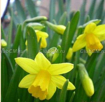 НАРЦИСС ЦИКЛАМЕНОВИДНЫЙ (NARCISSUS CYCLAMINEUS) TETE-A-TETE