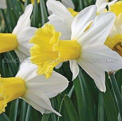 НАРЦИСС ЦИКЛАМЕНОВИДНЫЙ ( х NARCISSUS CYCLAMINEUS ) WISLEY