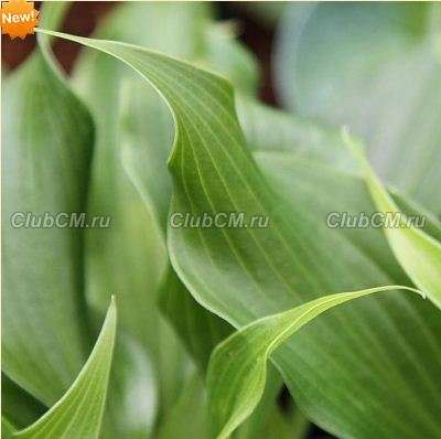 ХОСТА ( HOSTA ) TONGUE TWISTER